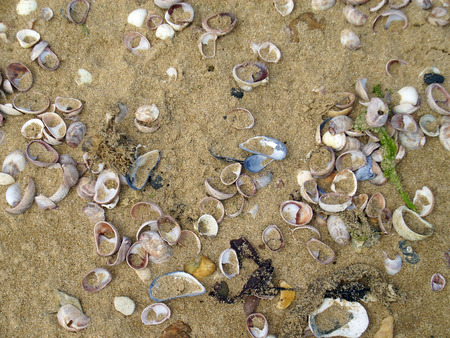 Seashells on the beach.