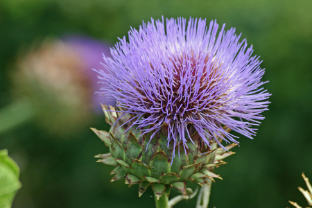 Large purple thistle flower which is more likely to be a cardoon (Cynara cardunculus) than a globe artichoke. Blurred green background.の写真素材