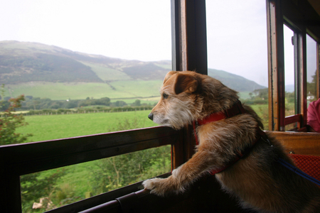 Cute Jack Russell cross Yorkshire terrier mongrel pet dog looking out of a steam heritage railway carriage window with a landscape of fields and hills in the background.の写真素材