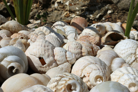 Dead whelk (Buccinum undatum) shells on a beach worn, broken and eroded white by the sea.
