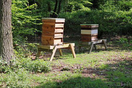 Two honey bee (Apis mellifera) hives in a sunny glade in woodland with surrounding trees.