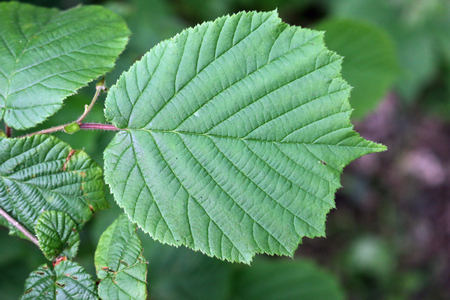 Hazel (Corylus avellana) tree leaves with one prominent in the centre with a blurred background of...