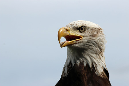 Head and shoulders of a sub-adult American bald eagle (Haliaeetus leucocephalus) facing left with a...