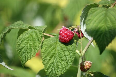 Raspberry, Rubus idaeus, ripe red fruit and a ripening green one with leaves and a blurred...