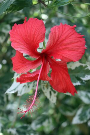 Red Hibiscus flower fully open with a blurred background of white margined variegated leaves.の写真素材