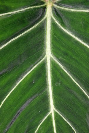 Prayer plant, Maranta leuconeura variety leuconeura Emerald Beauty leaf with white veins and no...