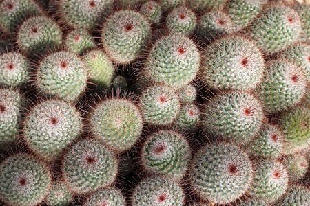 Silken pincushion cactus, Mammillaria bombycina, showing the arrangement of the spines but with no background.の写真素材