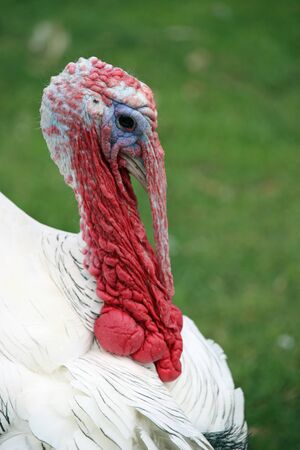 Ornamental turkey, Meleagris gallopavo, royal palm breed male stag with black and white plumage, red snood and wattle with a blurred grass background.の写真素材