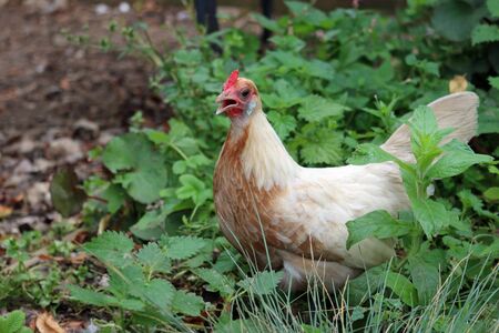 Pyle, probably red pyle, dutch bantam chicken, Gallus gallus domesticus, hen with a blurred...