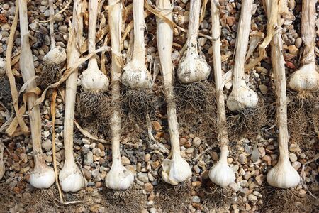 Rows of garlic, Allium sativum, bulbs with old brown leaves drying on a bed of small pieces of...