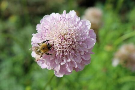 Scabiosa pink flower with bumblebee feeding and blurred plants with flowers in the background with...