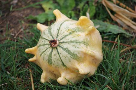Crown of thorns gourd squash variety of Cucurbita pepo, with grass and straw in the background.