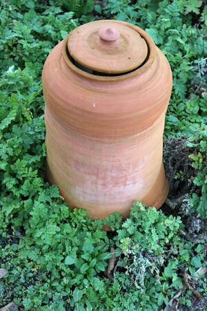 Ceramic terracotta rhubarb, Rheum x hybridum, forcing jar with nearly closed lid and surrounded by...