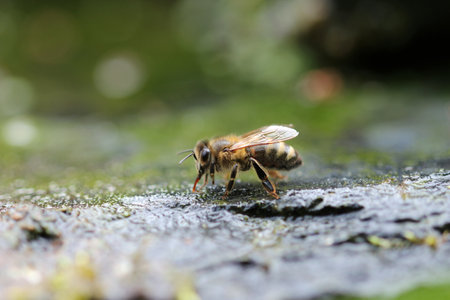 Honey bee, Apis mellifera, in close up drinking water by the side of a stream in spring with a...