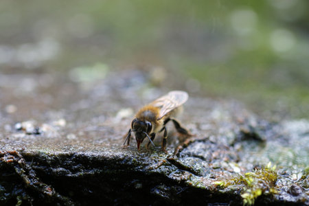 Honey bee, Apis mellifera, in close up drinking water by the side of a stream in spring with a blurred background and foreground of rock and mosses.の写真素材
