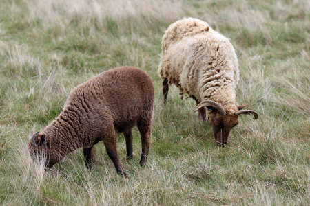 Manx Loaghtan ewe rare breed sheep with dark brown head, legs, lighter brown coat, curled horns with...