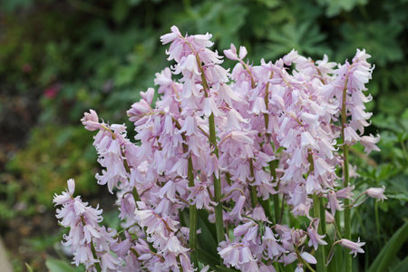 Pink Spanish bluebell, Hyacinthoides hispanica, flowers in close up with blurred leaves in the background.の写真素材