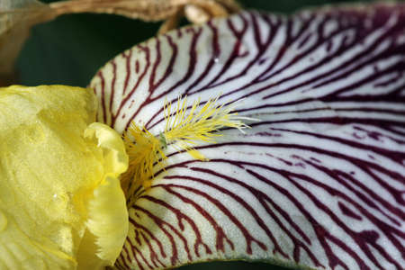 Close up of yellow and crimson marked bearded iris flower of the varierty Gracchus with a dark...