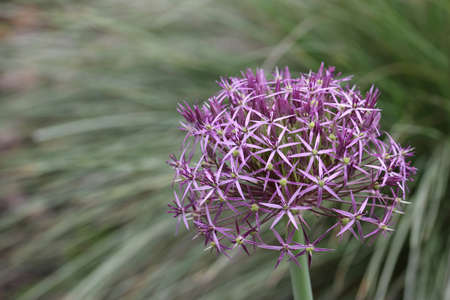 Purple dutch ornamental garlic, Allium hollandicum, flower head with a blurred background of leaves.の写真素材