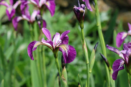 Purple Japanese water iris, Iris ensata variety Charm, flowers with a blurred background of leaves.