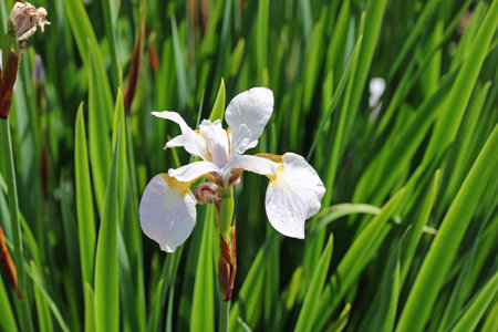 White tinged with yellow iris, unknown species and variety, flower close up with a blurred...