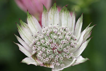 White masterwort, Astrantia major unknown variety, flower umbel in close up with white bracteoles tiipped with green and a background of blurred leaves and flowers.の写真素材