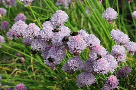 Lilac herb chives, Allium schoenoprasum unknown variety, flowers with bumble bees and blurred leaves and flowers in the background.の写真素材