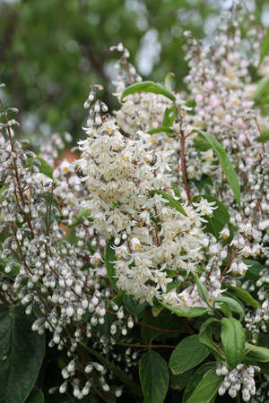 Single flowered, Deutzia scabra, panicles of white flowers with a blurred background of leaves and more panicles.の写真素材
