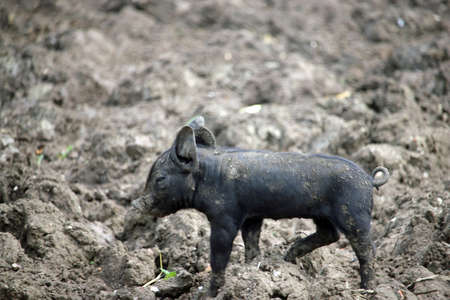 Black piglet in a muddy field with mud blurred in the background.