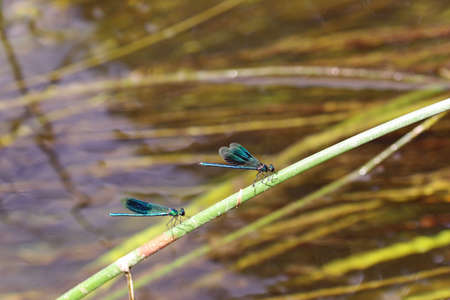 Two banded demoiselle damselfly males, Calopteryx splendens, resting on a plant stem above a stream...