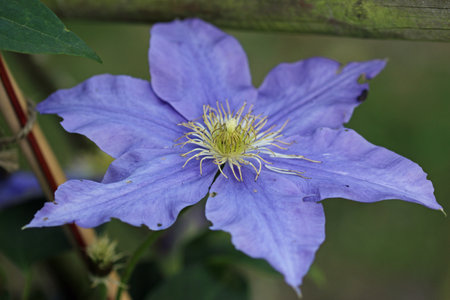 Blue early large flowered Clematis, variety Fujimusume, flower in close up with a background of blurred leaves.の写真素材