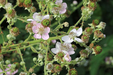 Pale pink bramble, Rubus fruticosus, flowers in close up with ripening green fruits and a background of blurred leaves, fruits and buds.の写真素材