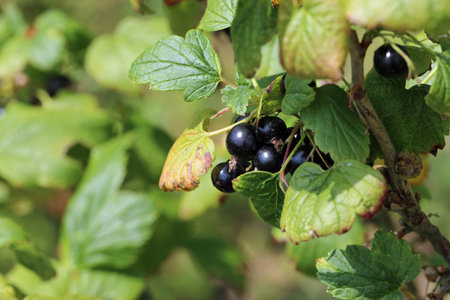 Blackcurrant, Ribes nigrum of unknown variety, ripe black fruit in close up with a blurred background of leaves.の写真素材