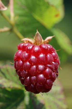 Ripe red raspberry, Rubus idaeus, fruit on the bush in close up with a blurred background of leaves.