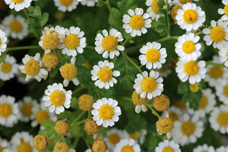 Feverfew, Tanacetum parthenium, white flowers with yellow centres in close up with a blurred background of leaves.の写真素材
