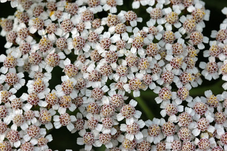 White yarrow, Achillea millefolium, flowers in macro close up with a background of blurred leaves.の写真素材