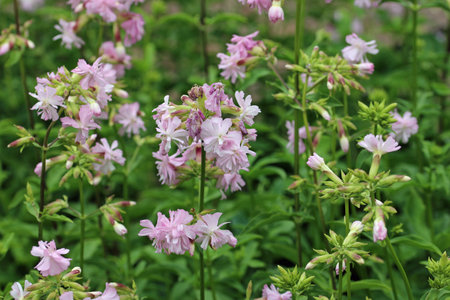 Pink ornamental double soapwort, Saponaria officinalis, flower heads with flowers and leaves blurred in the background.の写真素材