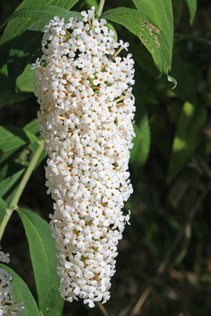White butterfly bush, Buddleja of unknown species and variety, flower panicle in close up with a...