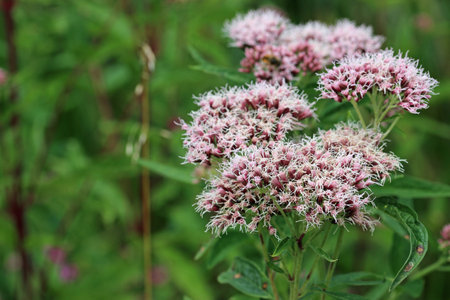 Pink hemp agrimony, Eupatorium cannabinum, flowers in close up with a blurred background of leaves...