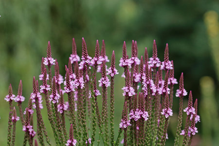 Pink vervain, Verbena hastata, of unknown variety, flower spikes in close up with a background of...