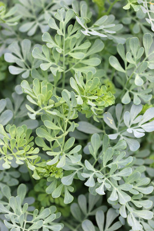 Herb rue, Ruta graveolens, leaves in close up with a blurred background of leaves.の写真素材