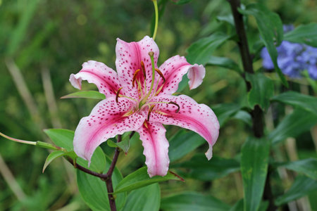 Pink lily, Lilium of unknown species and variety, flower in close up with a blurred background of leaves.の写真素材