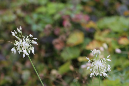 White keeled garlic, Allium carinatum of unknown variety, flowers in close up with a blurred background of leaves.の写真素材