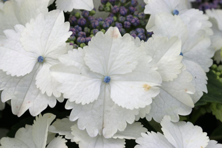 White lacecap, Hydrangea macrophylla variety Koria, flowers in close up with a blurred background of...
