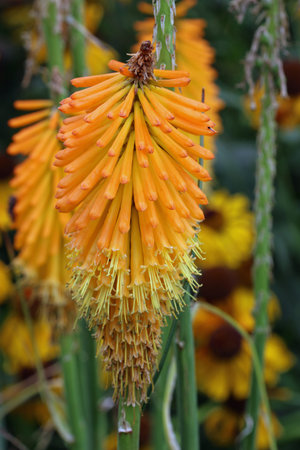 Red hot poker, Kniphofia variety Mango Popsicle, orange flower in close up a blurred background of leaves and flowers.の写真素材