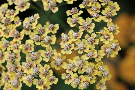 Yellow ornamental garden yarrow, Achillea millefolium variety Inca Gold, flowers in close up with a...