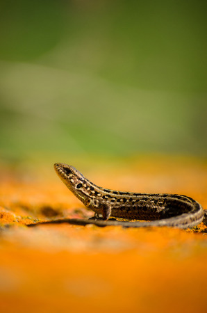 lizard sitting on a rock and basking in the sun.の写真素材
