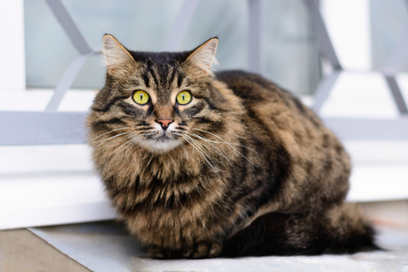 homeless cat sitting on the roof of the cellar.の写真素材