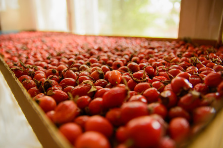 the rosehip is dried on the window.の写真素材