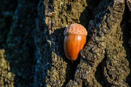 acorn to oak bark.の写真素材